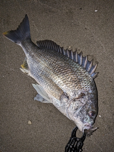 キビレの釣果