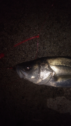 スズキの釣果