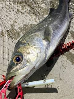 フッコ（マルスズキ）の釣果