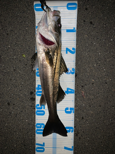 シーバスの釣果