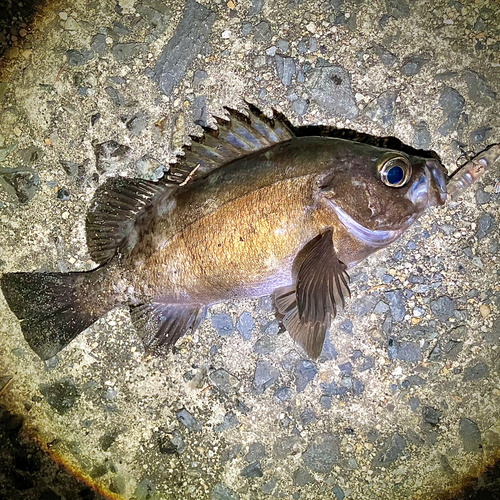 メバルの釣果