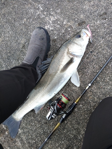 マダカ（マルスズキ）の釣果