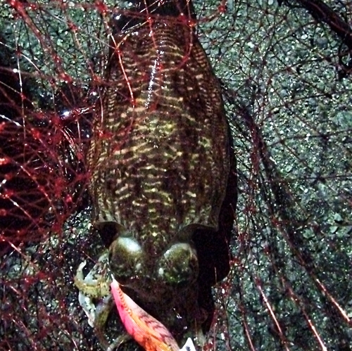 マツバイカの釣果