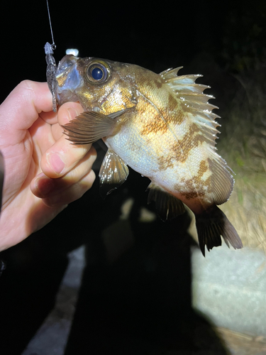 メバルの釣果