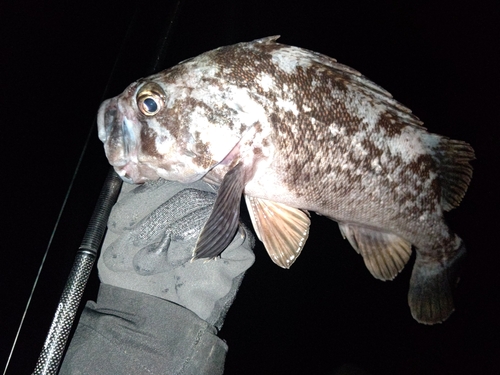 クロソイの釣果