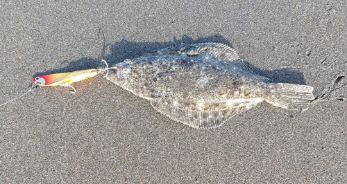 ソゲの釣果