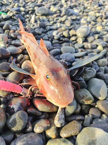 ホウボウの釣果