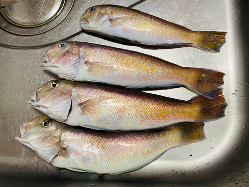 シロアマダイの釣果