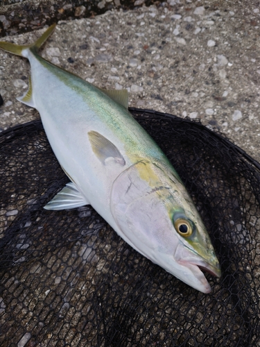 ハマチの釣果