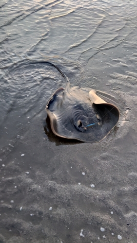 エイの釣果