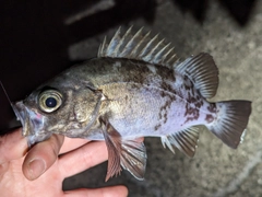 メバルの釣果