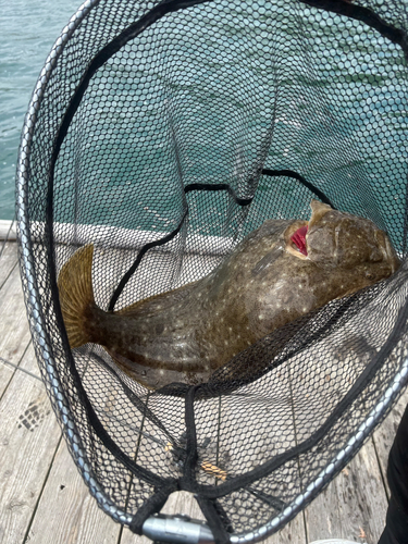 ヒラメの釣果