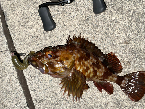 カサゴの釣果