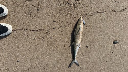 サゴシの釣果