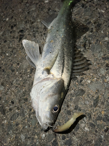 シーバスの釣果