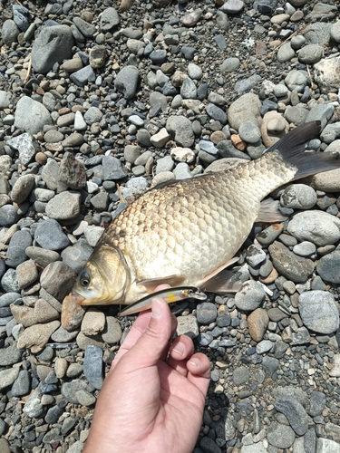 フナの釣果