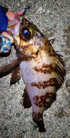 シロメバルの釣果