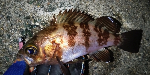 シロメバルの釣果