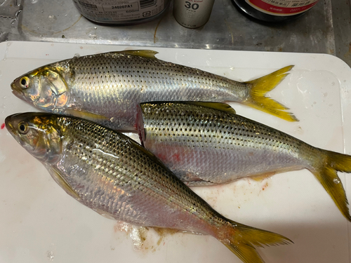 コノシロの釣果