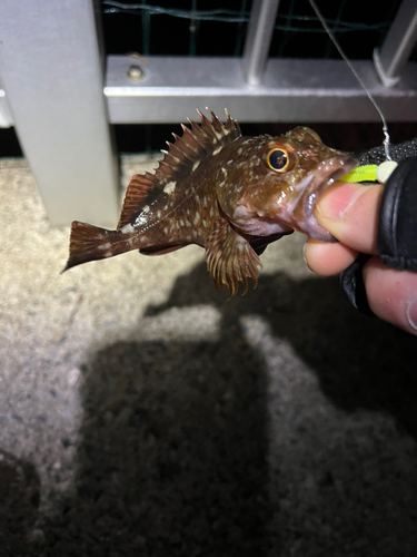 カサゴの釣果