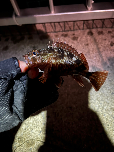 カサゴの釣果