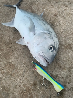 ロウニンアジの釣果