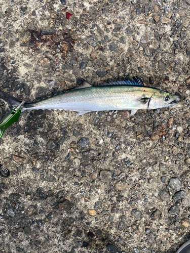 サゴシの釣果