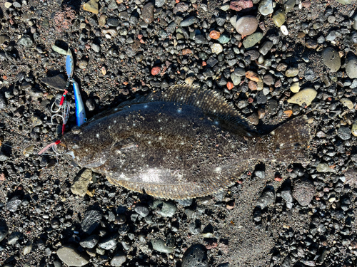 ソゲの釣果