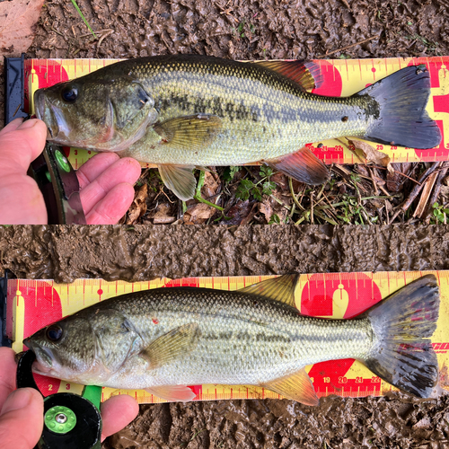 ブラックバスの釣果