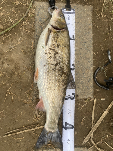 ウグイの釣果