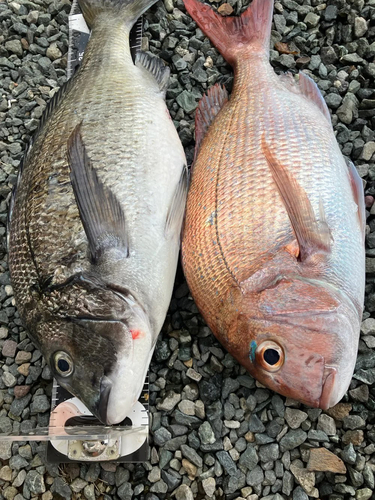 マダイの釣果