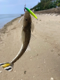 コチの釣果