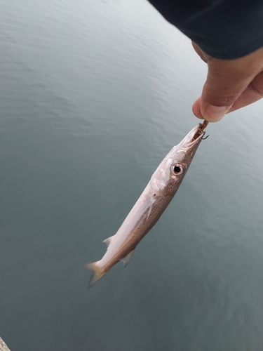 カマスの釣果