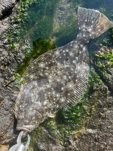 ソゲの釣果