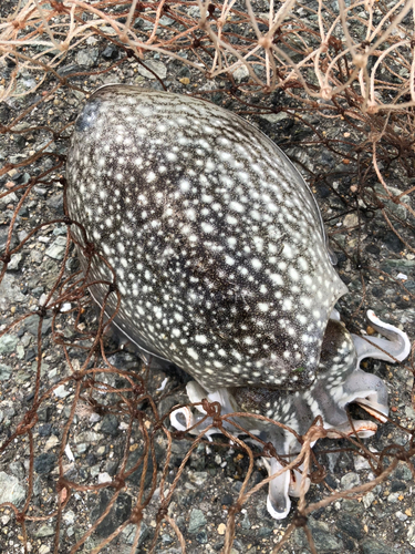 コウイカの釣果