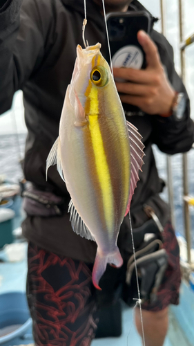 キツネウオの釣果