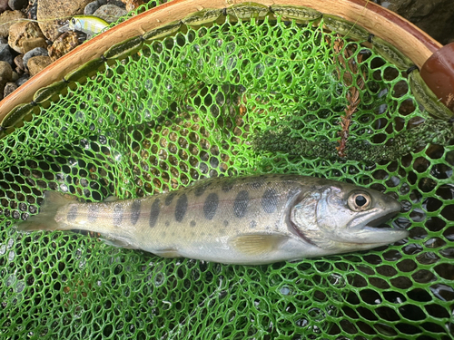 ヤマメの釣果