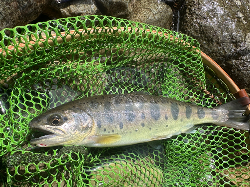 ヤマメの釣果