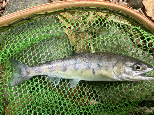 ヤマメの釣果