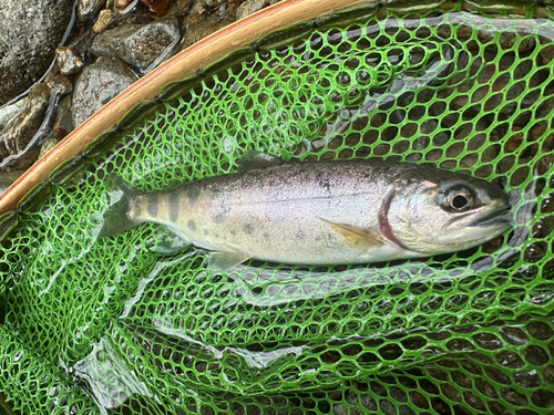 ヤマメの釣果