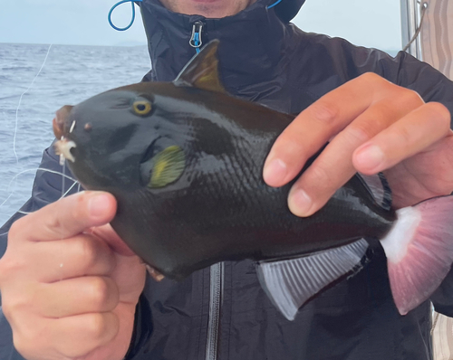 モンガラカワハギの釣果