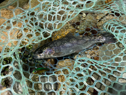 ニジマスの釣果