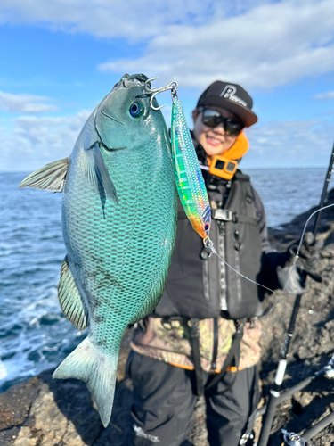 クロの釣果