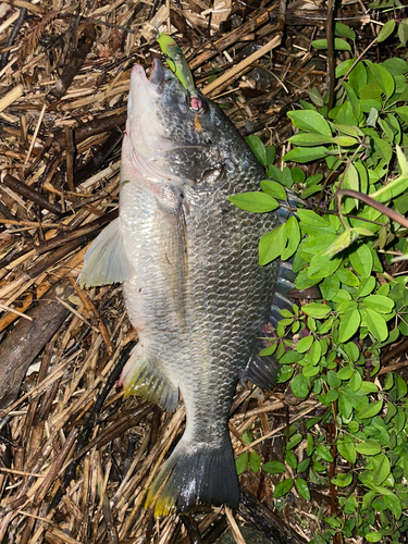 キビレの釣果