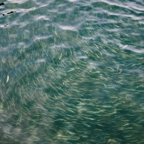 イワシの釣果