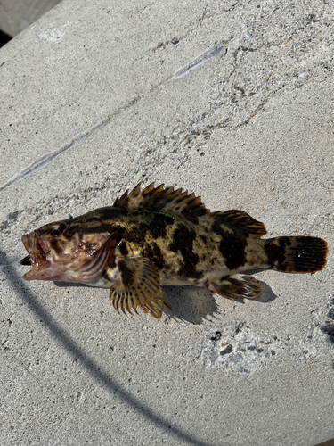 ベッコウゾイの釣果