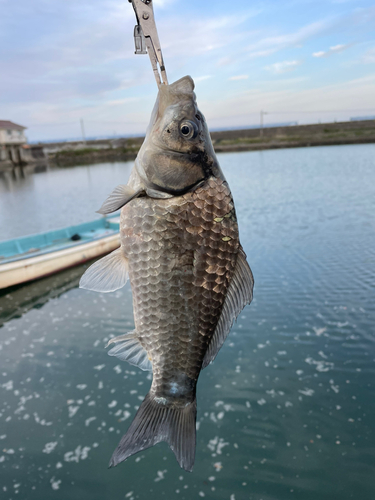 釣果