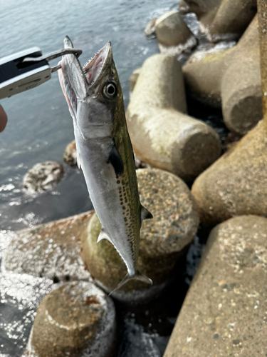 サゴシの釣果