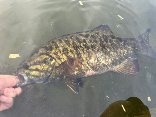 スモールマウスバスの釣果