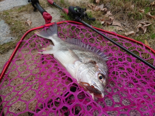 キビレの釣果